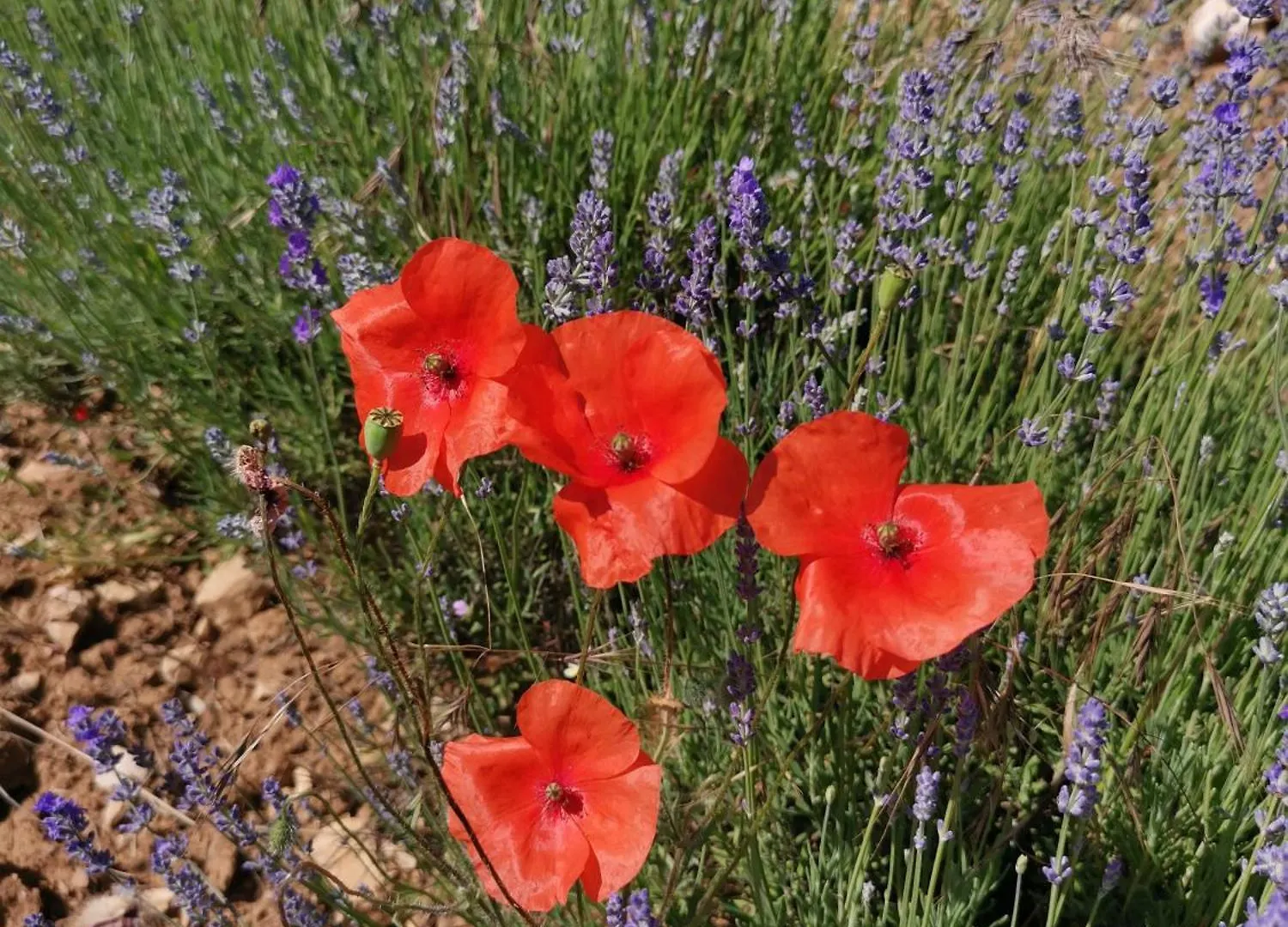 Holiday home La Farigoulette - Vieux Village Saint-Saturnin-les-Apt